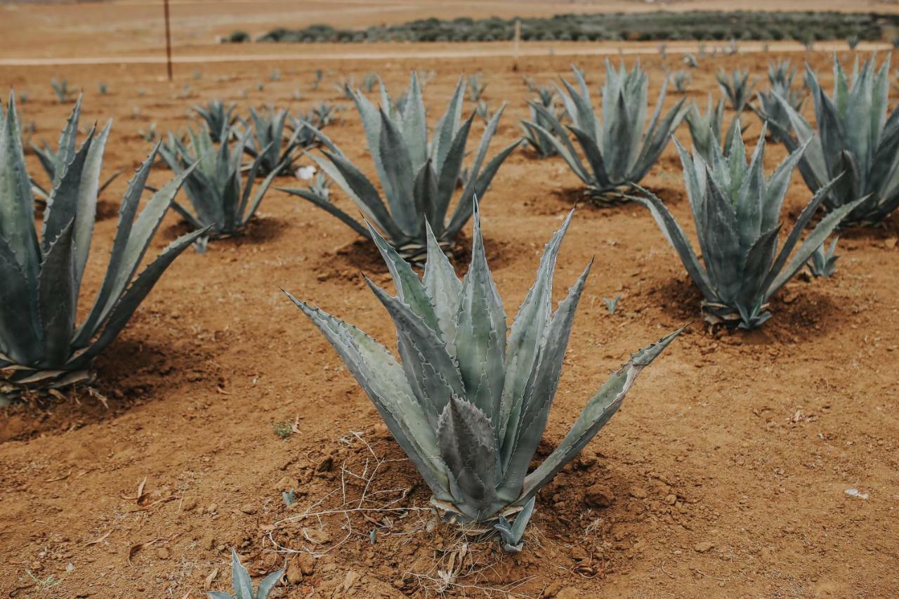 Rancho El Parral San Marcos (Baja California) Exterior foto